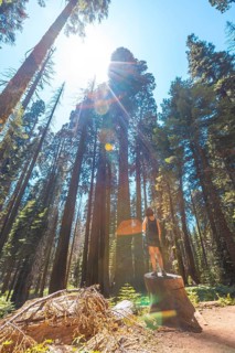 A woman in Giant trees in a meadow of Sequoia National Park