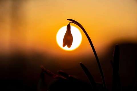 Common snowdrop