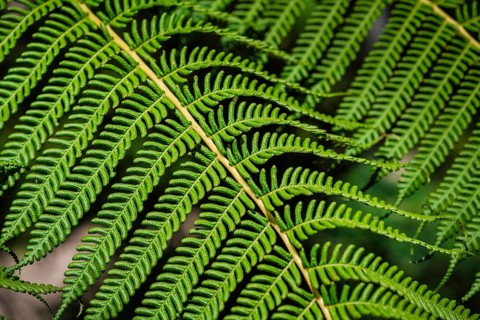 Close up view Sphaeropteris cooperi or Cyathea cooperi lacy tree fern