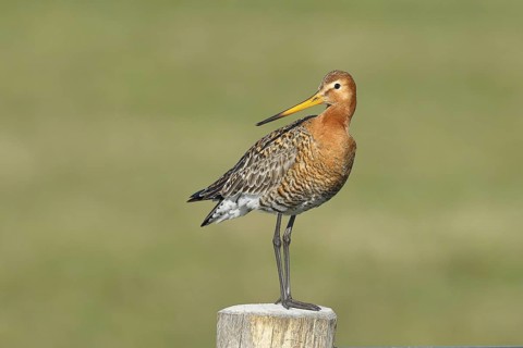 Black-tailed Godwit