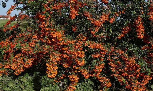 Firethorn