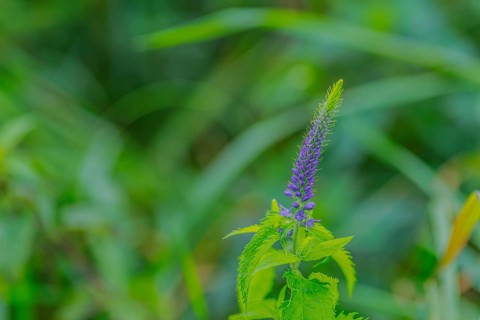 Garden speedwell