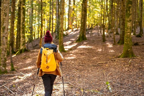 Irati forest or jungle in autumn