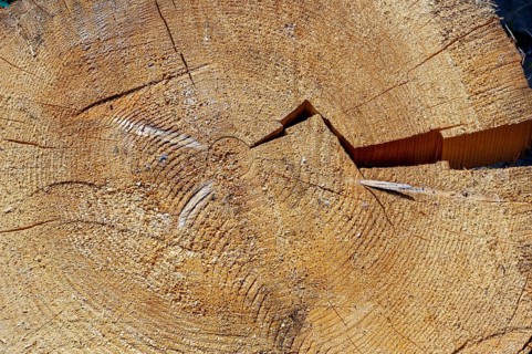 Cracked tree slice with annual rings