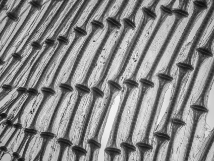 Cartilage from a ray wing backlit