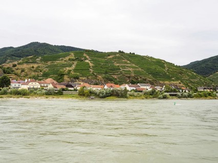 Vineyards on the Danube