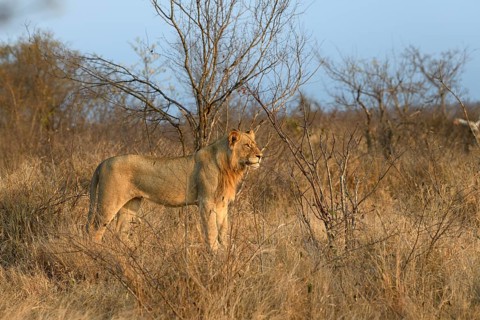 Lion