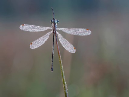 Emerald damselfly