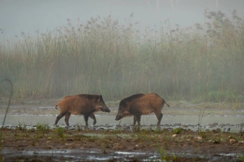 Wild boars