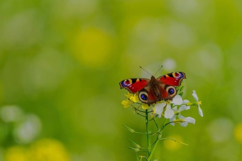 European peacock