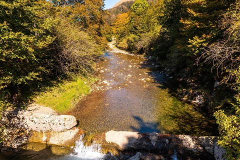 Irati forest or jungle in autumn