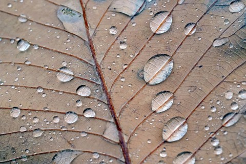 Pontine oak