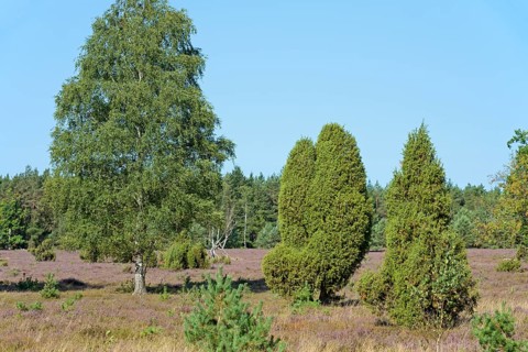 Heathland