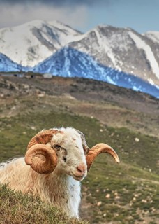 Ram