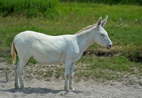 Austro-Hungarian White Baroque Donkey
