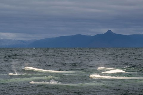 Group of belugas