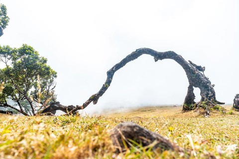 Fanal forest with fog in Madeira