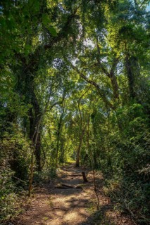 A beautiful path in the forest of the temples of Copan Ruinas. Honduras
