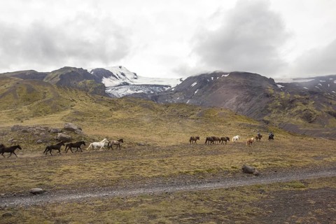 Horses running in Thorsmoerk at the start of the 4-day trek to Landmannalaugar. Iceland
