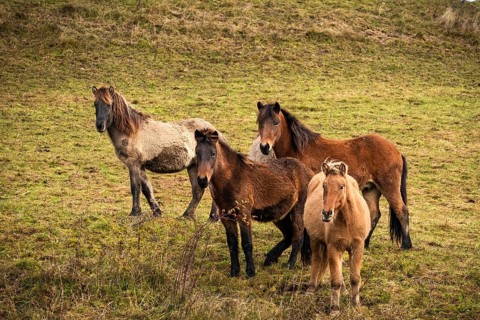 Four Icelandic horses in different colours are standing in a pasture. Brown