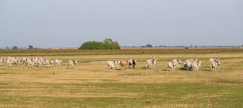 Hungarian steppe cattle