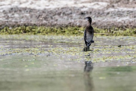 Pygmy Cormorant