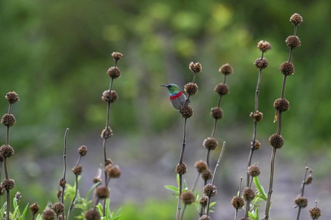 Double-banded Sunbird
