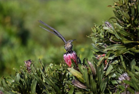 Cape Honeybird
