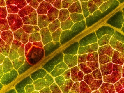 Autumn coloured leaf of a maple