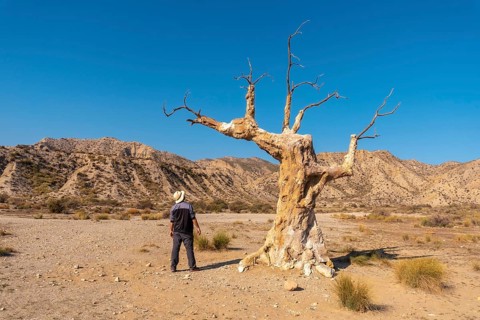 A young hiker girl visiting the tree of misfortune near the desert canyon of Tabernas