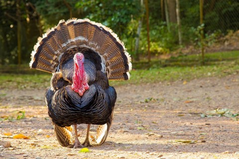 A black turkey deployed in Copan Ruinas temples. Honduras