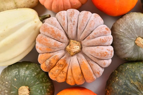 Top view of mature ribbed 'Black Futsu' pumpkin squash with orange skin between pumpkin mix