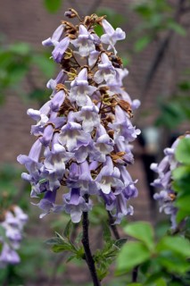 Flowers of the empress tree