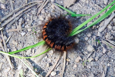 Caterpillar of the fox moth