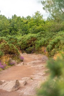 Path in the Broceliande forest