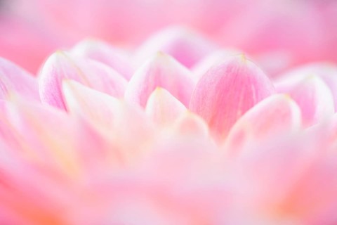 Water lily dahlias