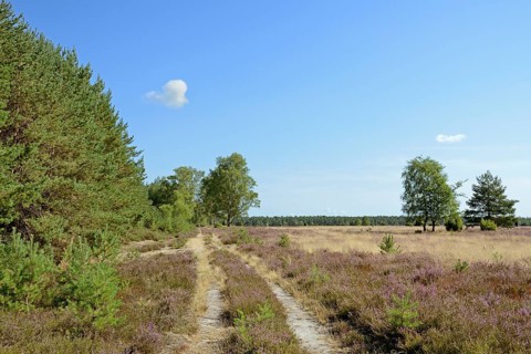 Heathland