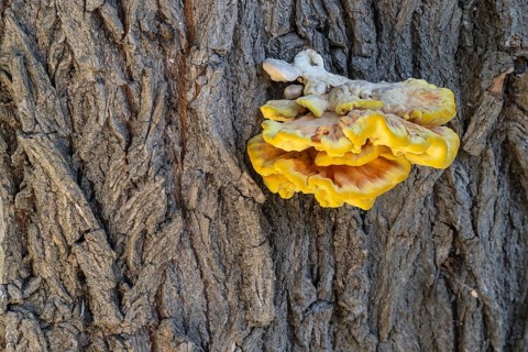 Sulphur porling