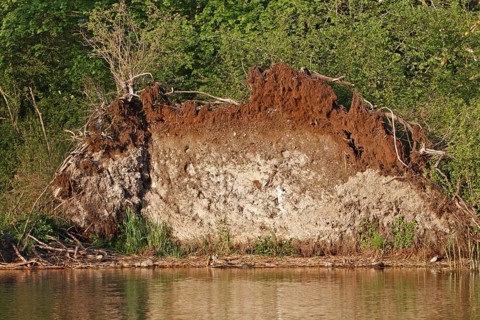 Root ball of a fallen tree