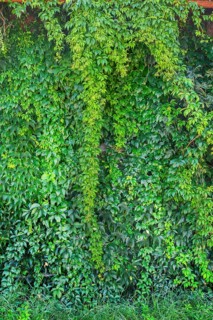 Wall overgrown with five-leaved wild vine