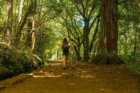 Tourist walking in summer on the Levada do Caldeirao Verde trail