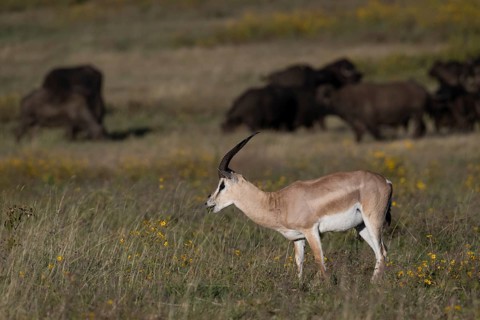 Grant's gazelle