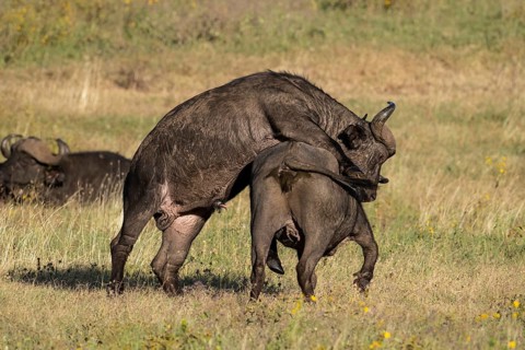 African buffalo