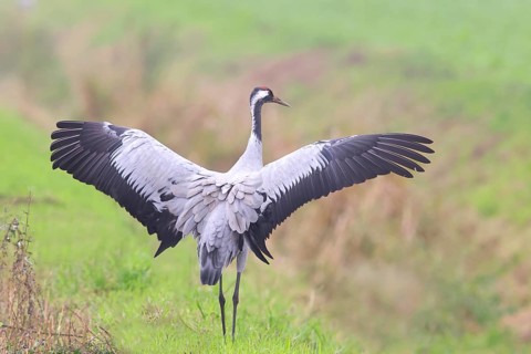 Crane