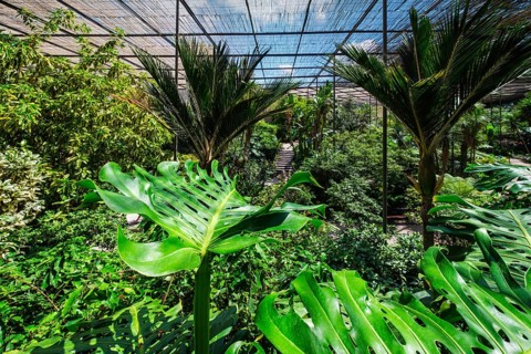 Interior view of the cold house Estufa Fria is a greenhouse with gardens