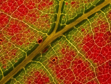Autumn coloured leaf of a maple