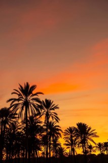 Silhouette of palm trees reflected in an orange sunset on a beach by the sea in the town of Torrevieja