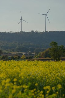 Field mustard