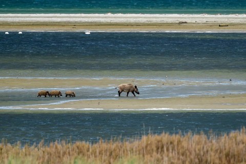 Wild boar