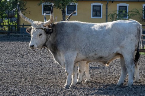 Hungarian steppe cattle